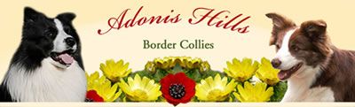 Adonis_Banner_4_web