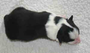 1Tag