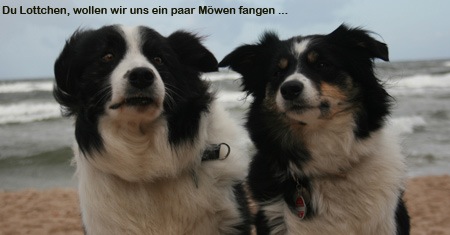 2014_Moewen